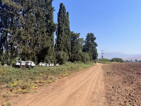תמונה של כוורות דבורים כפר בלום