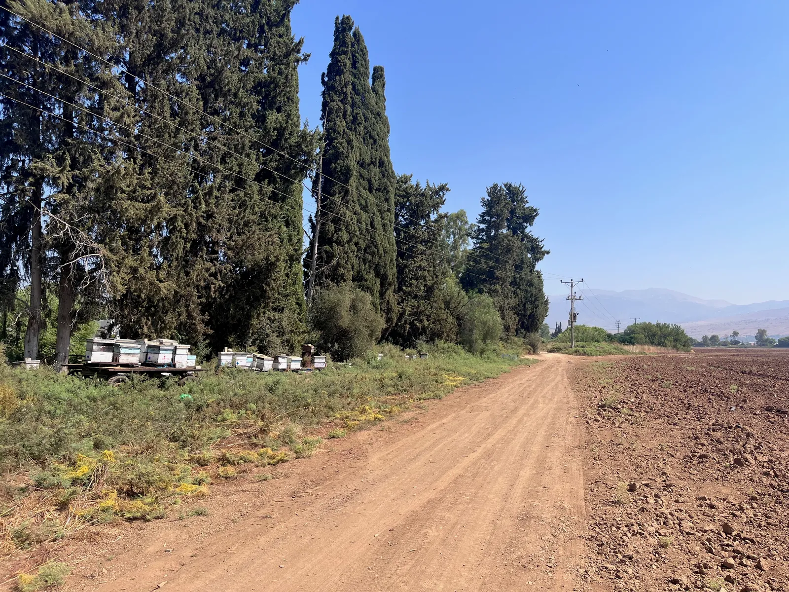 כוורות דבורים כפר בלום