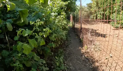 תמונה של עצי תאנה ושיחי פטל