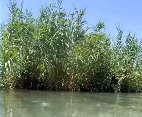 תמונה של עין תאו