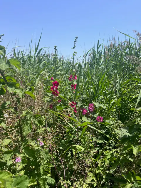תמונה של חוטמית זיפנית