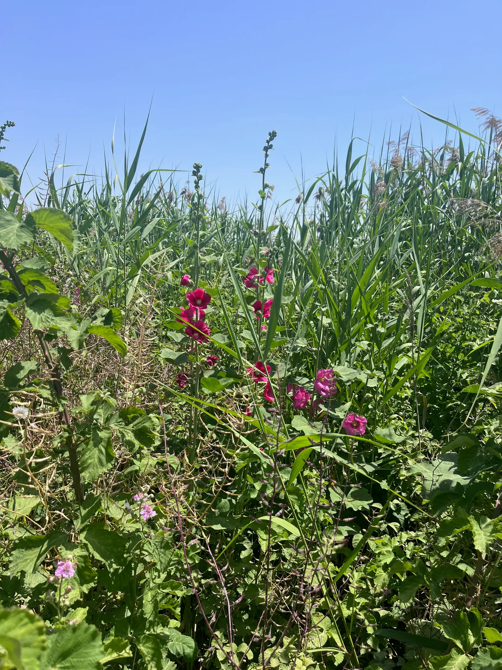 חוטמית זיפנית